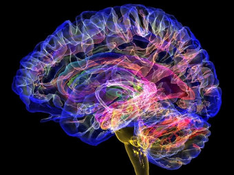 MM131少妇午夜福利视频试看大脑植入物有助于严重头部损伤恢复